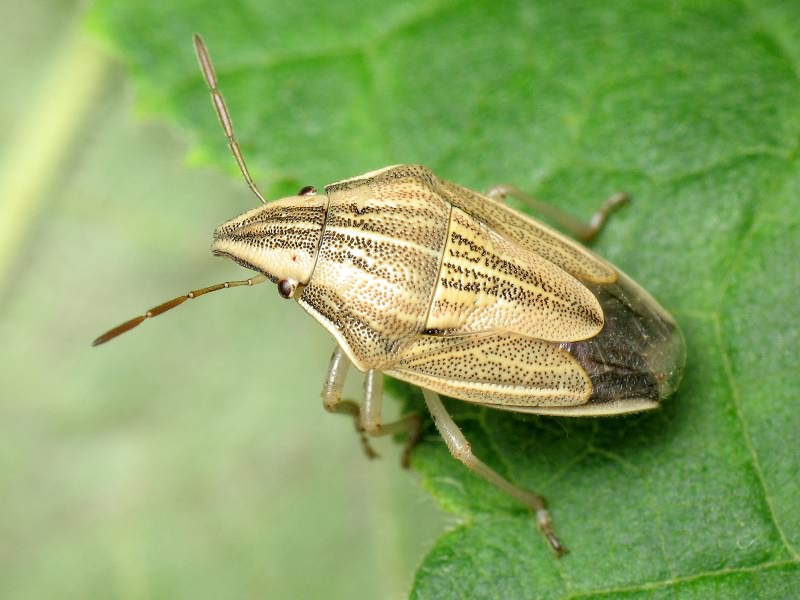 Aelia acuminata (Linnaeus, 1758)